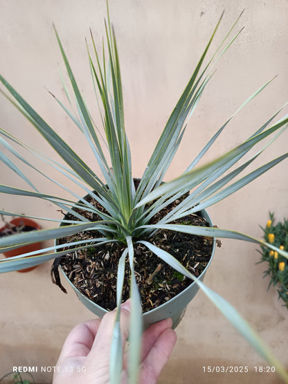 Yucca Rostrata Planta Joven Ø17 Resistente Al Sol