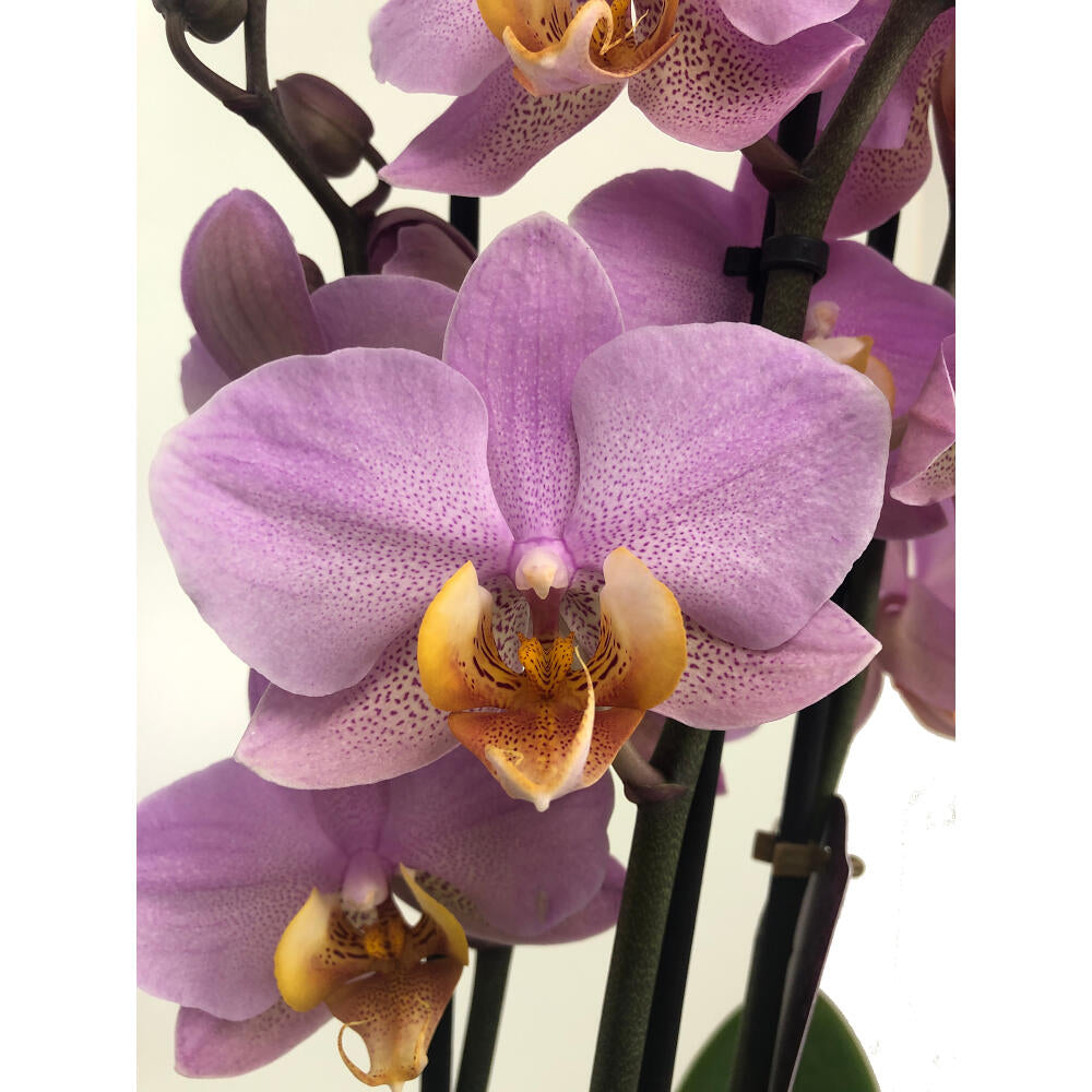 Orquidea Phalaenopsis Beaumont 3 Tallos M12 70cm_2