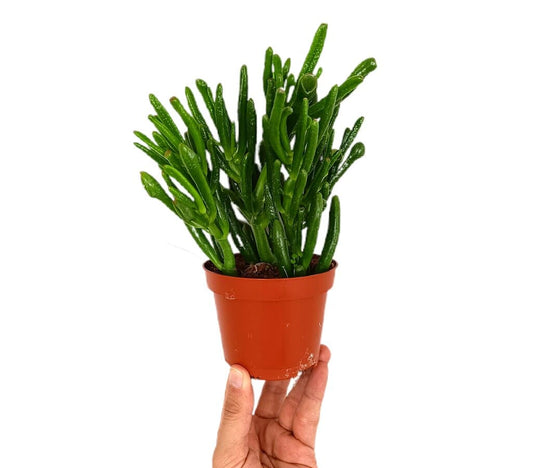 Crassula Ovata M10 (planta De Jade)_0