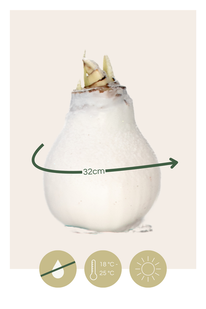 Amarilis - Hippeastrum 'wax Snow White' - Bulbo De Flor - Rojo