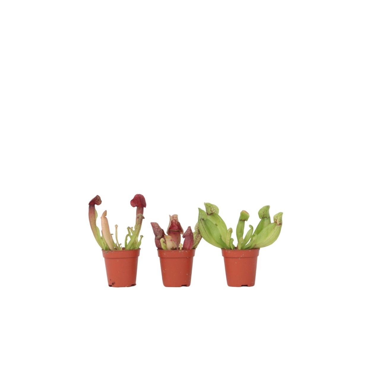 Planta Cobra Roja - 3 Pzs - Sarracenia Purpurea - Altura 10cm - ⌀55cm_0