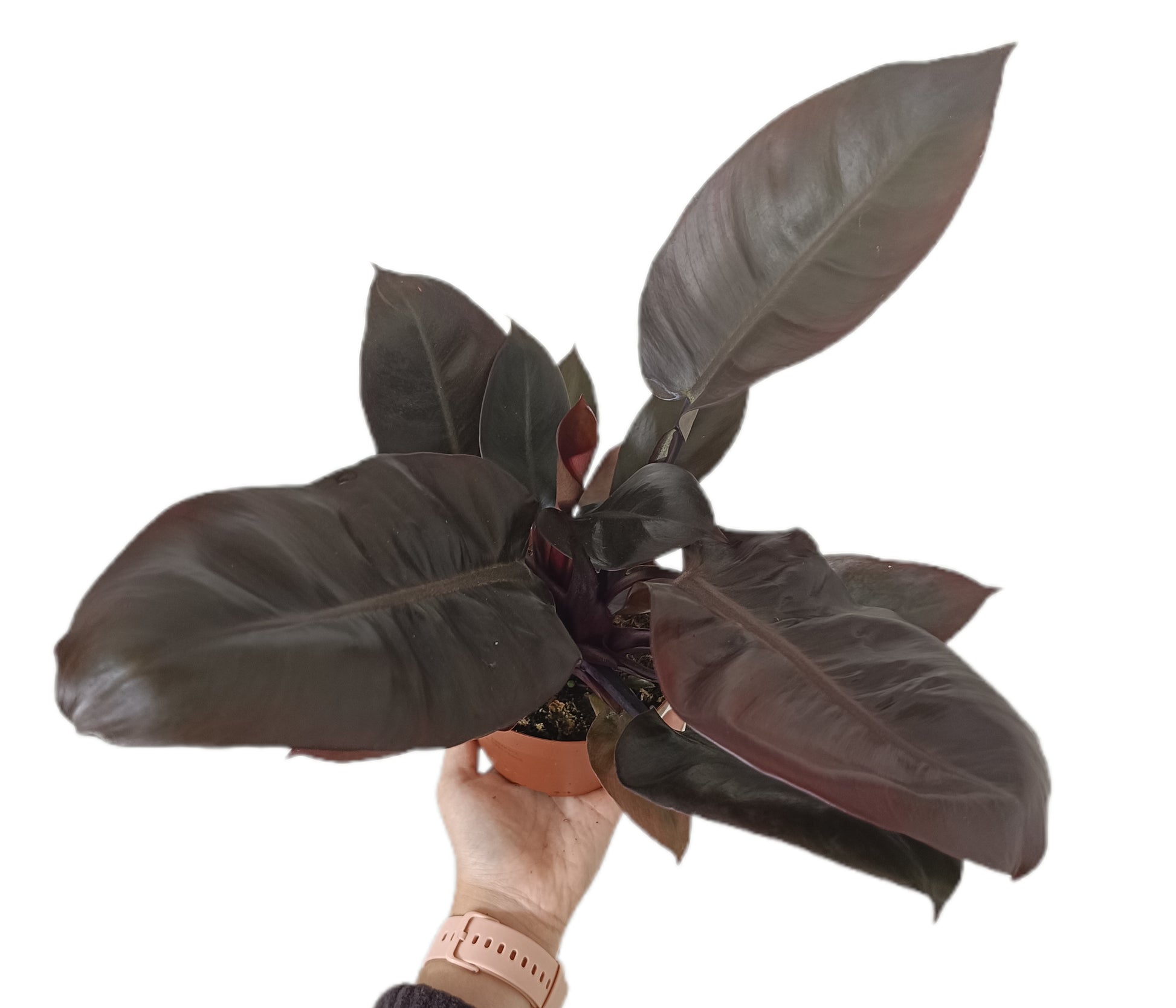 Philodendron Imperial Red M12