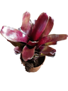 Neoregelia Casiopea Planta Bromelia De Interior 10 Cms