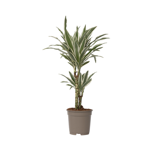 Drácena - Dracaena Deremensis 'white Stripe' - Altura 60-70cm - ⌀17cm_0