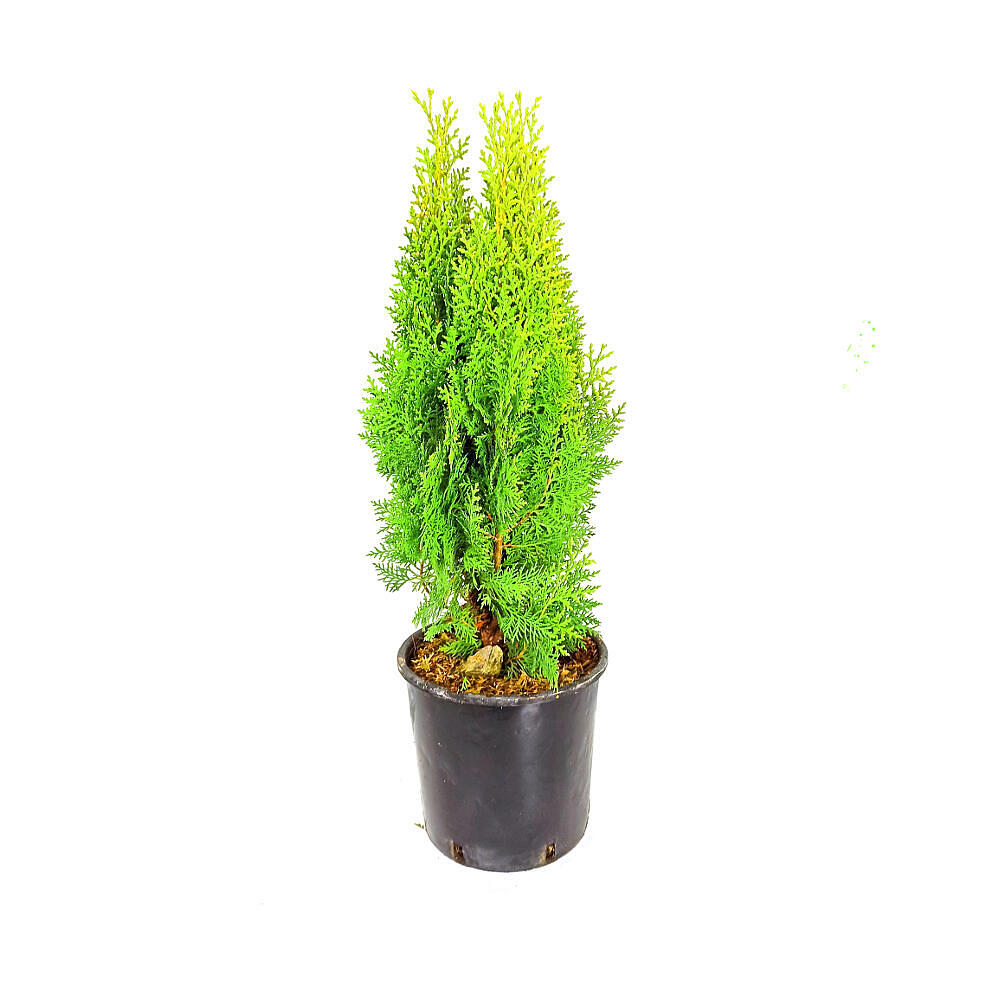 Thuja Aurea Nana M20