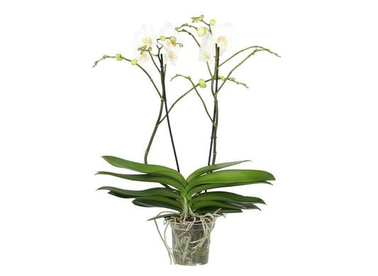 Orquidea Phalaenopshis Optiflor Theatro M17 80cm_0