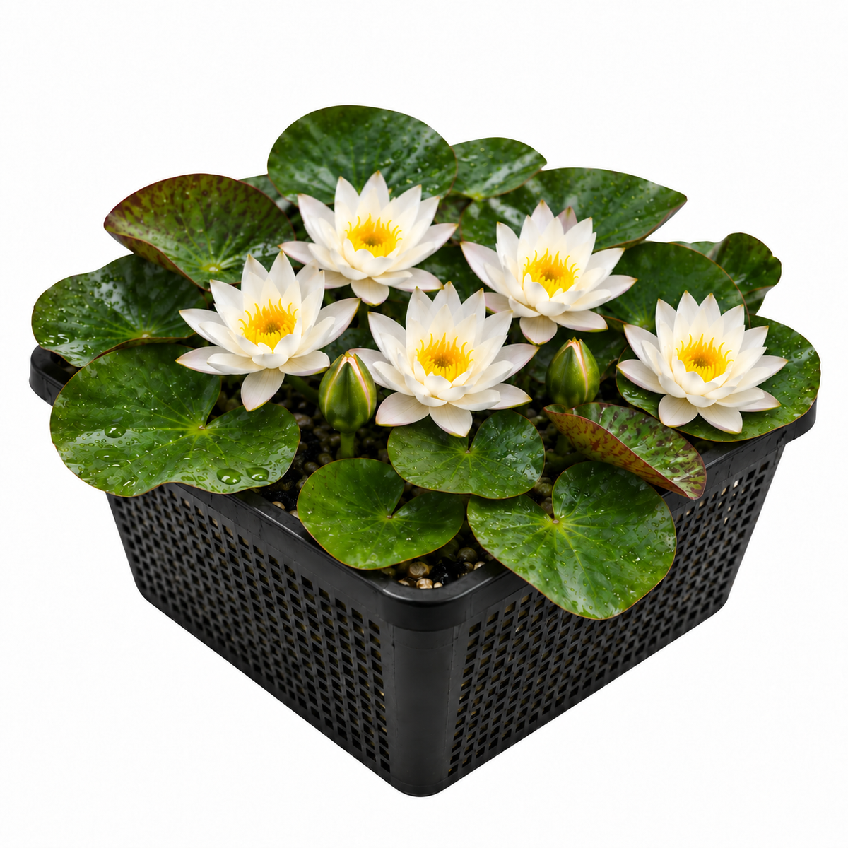 Nenúfar Enano Blanco - Nymphaea - 1x Nenúfar Multiflor Con Cesta_0