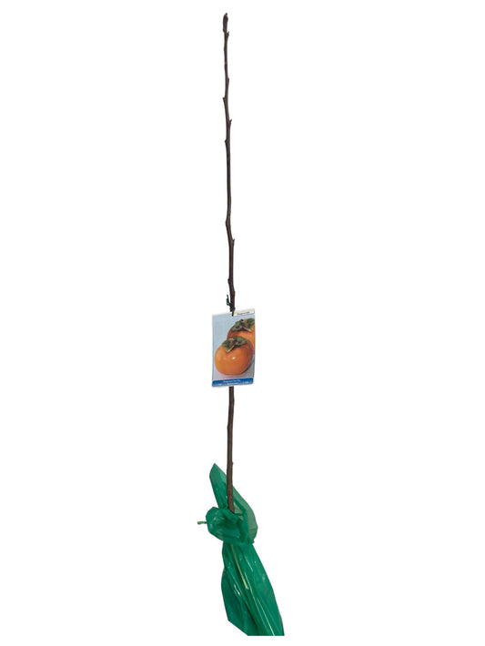 Frutal Kaki Fau Fau Cepellón 140 CM_0