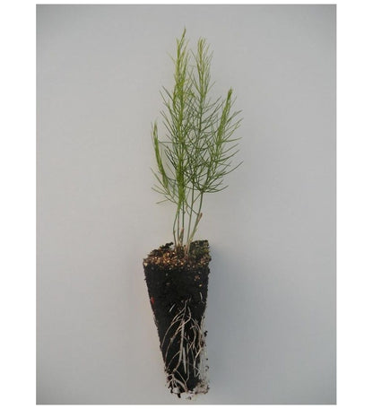 Plantón Esparrago Blanco De Navarra (10 Unidades)_1