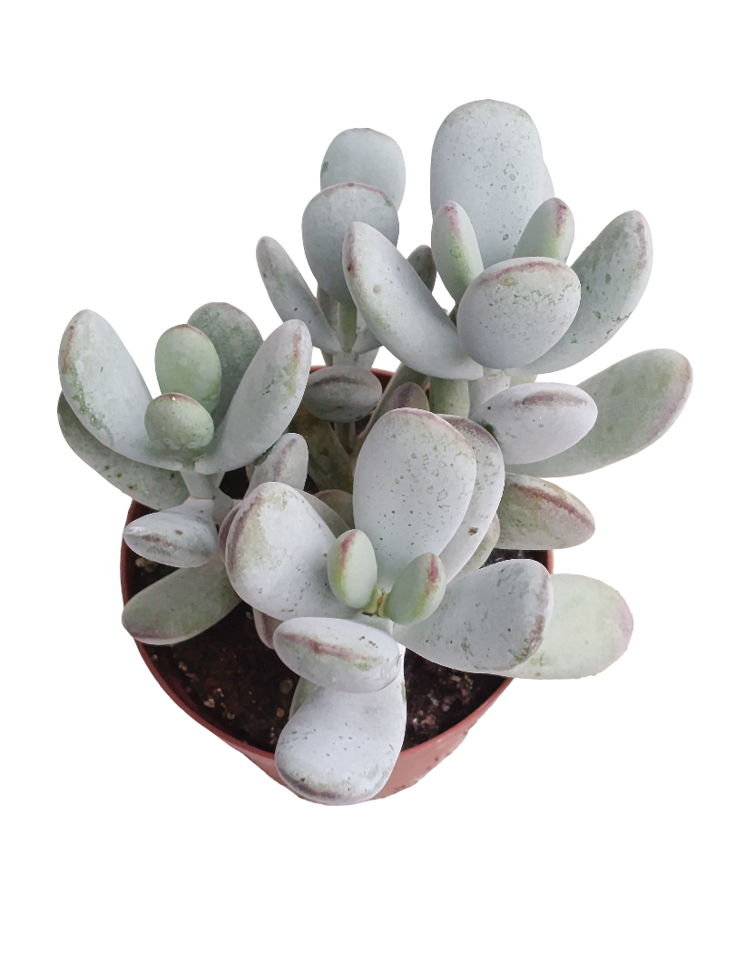 Cotyledon Higgsense Ø8 Planta Suculenta De Sol_0