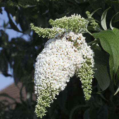 Arbusto De Las Mariposas - 3 Pzs - Buddleja Davidii - Altura 25-40cm - ⌀9cm