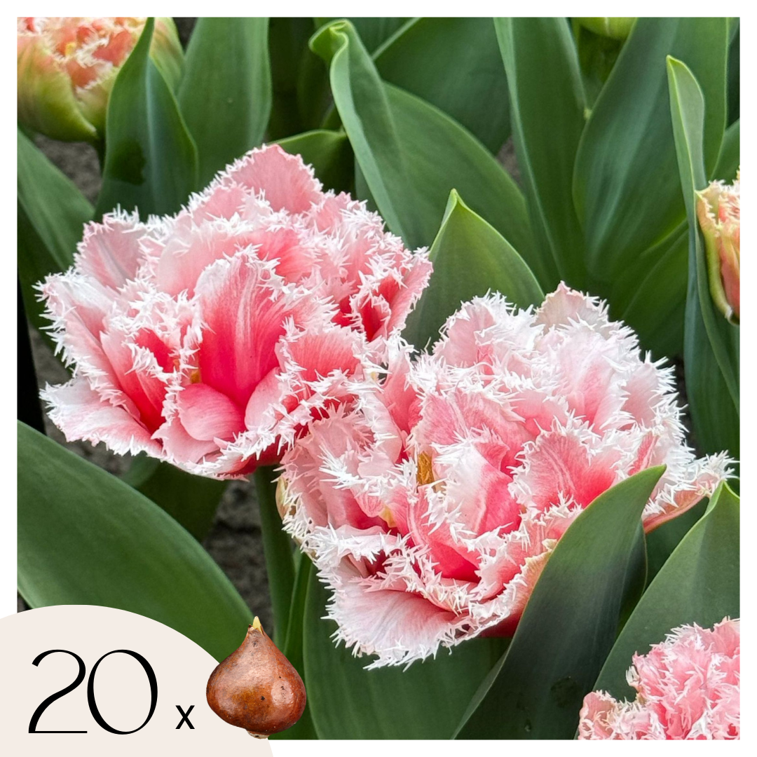 Bulbos De Tulipán - 20 Pzs - Tulipa 'queensland' - Bulbos De Flores - Rosa_0