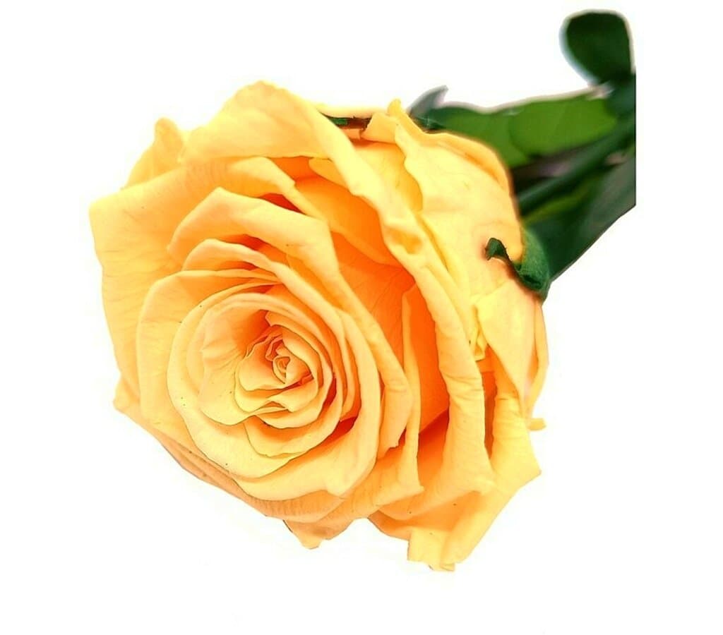 Mundo Eterno Rosa Preservada Melocotón 25cm