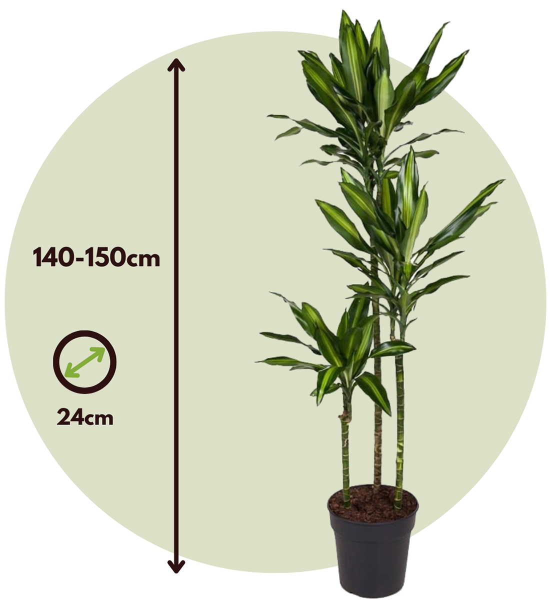 Drácena - Dracaena Fragrans 'cintho' - Altura 140-150cm - ⌀24cm