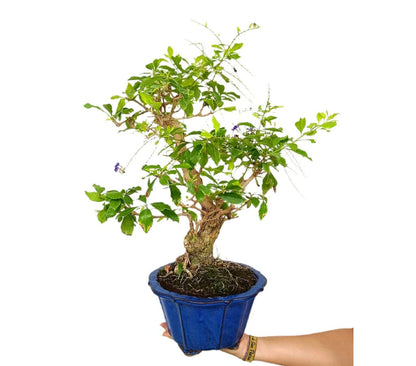 Bonsái Durantha Repens 17 Años (tala Blanca)