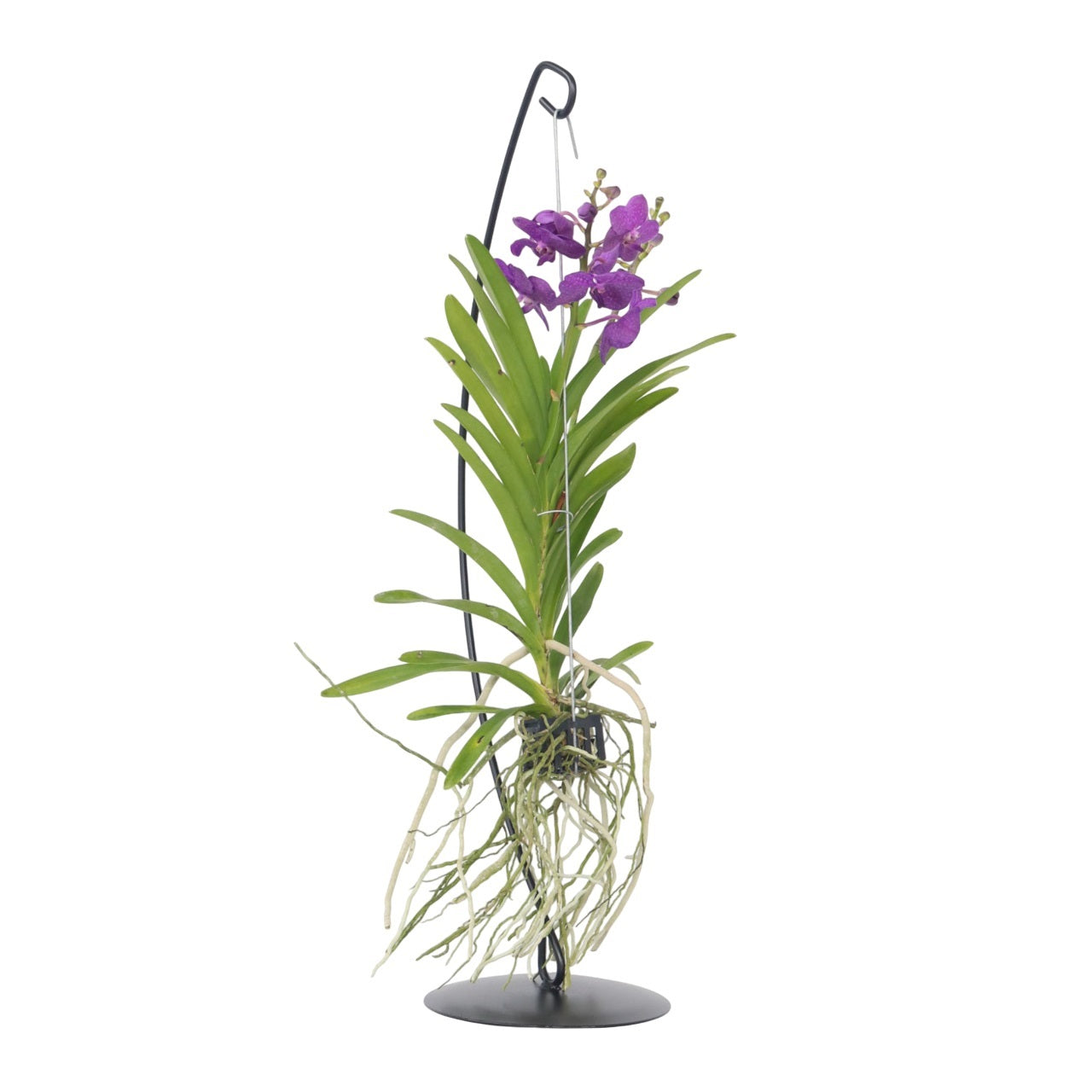 Orquídea Vanda - Vanda 'blue' - Altura 45-55cm_0