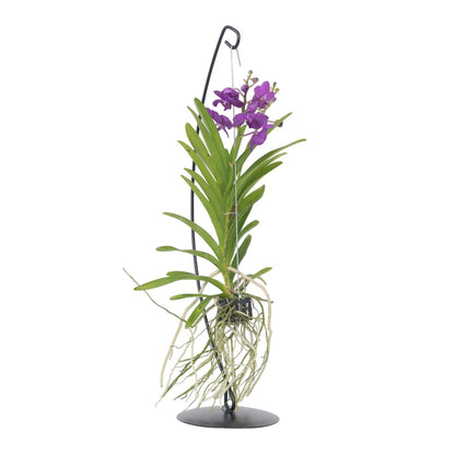 Orquídea Vanda - Vanda 'blue' - Altura 45-55cm_0
