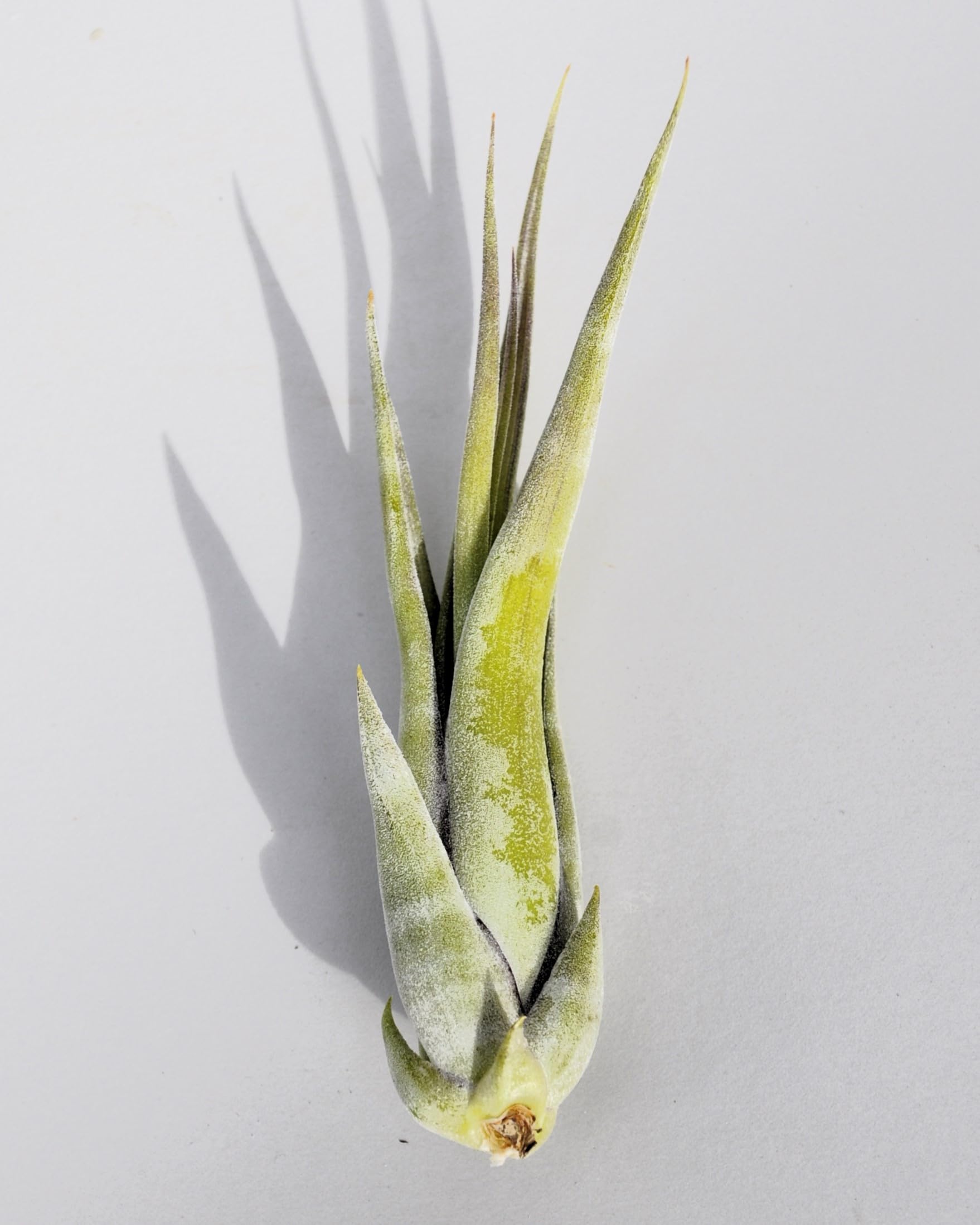 Tillandsia paucifolia; planta del aire, fácil cultivo; Curiosarium; altura 12 cm, diámetro 8 cm_2