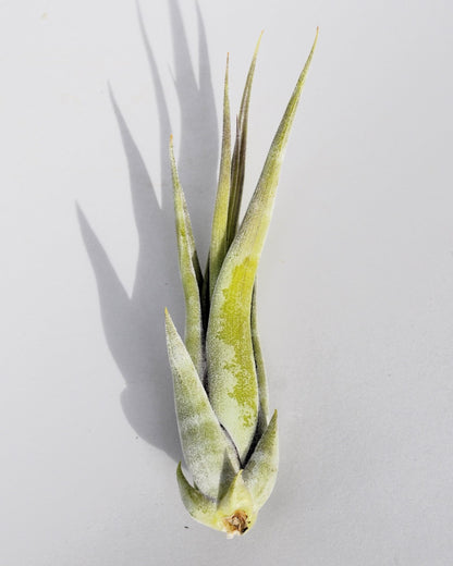 Tillandsia paucifolia; planta del aire, fácil cultivo; Curiosarium; altura 12 cm, diámetro 8 cm_2