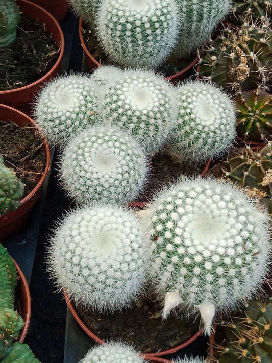 Cactus Parodia Scopa Albispinus Ø8 Cms_0