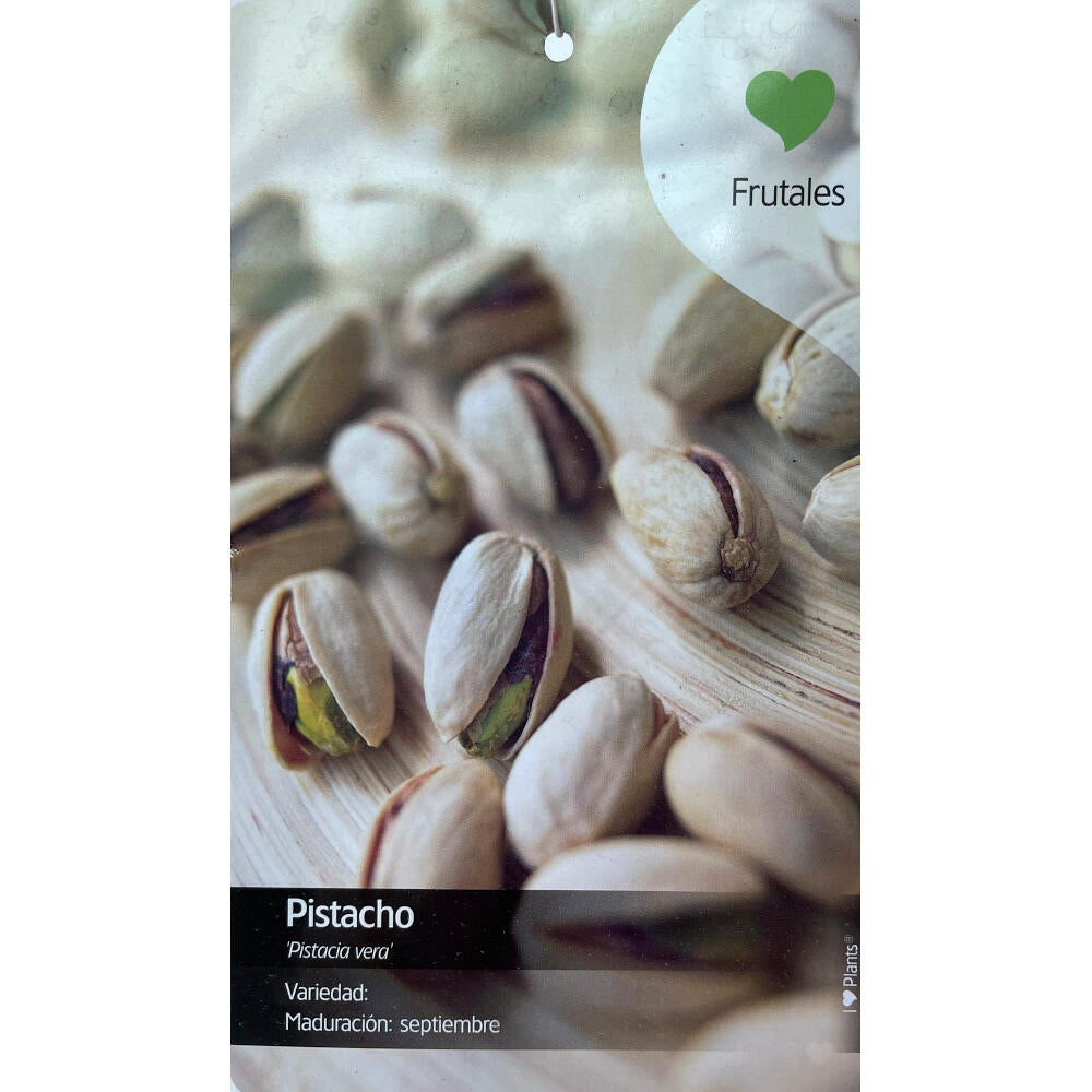 Arbol De Pistacho Hembra M26 150cm (septiembre)_0