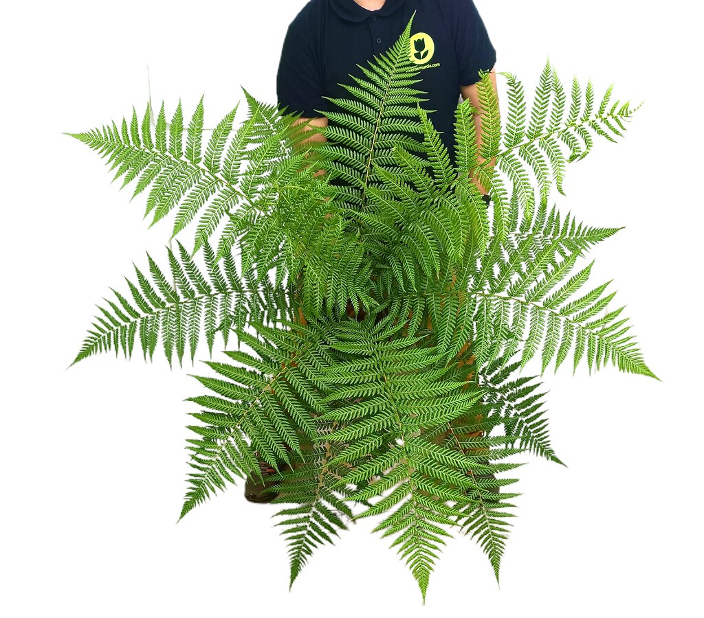 Dicksonia Antartica M24 50-70cm