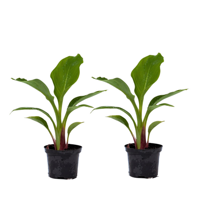 Flor De Loto Dorada - 2 Pzs - Musella Lasiocarpa - Altura 25-40cm - ⌀9cm_0