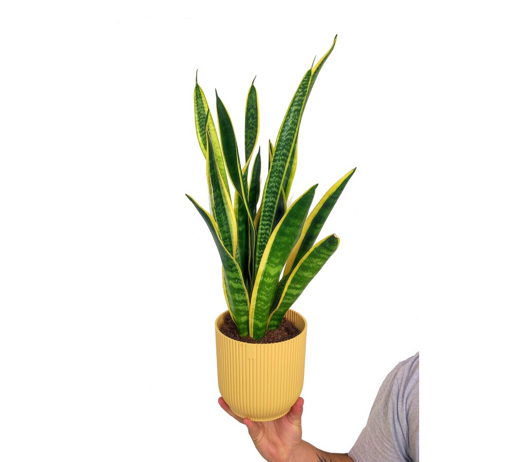 Sansevieria Laurenti M14 45cm (lengua De Suegra)