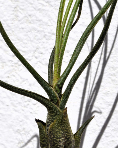 Tillandsia butzii; planta del aire piel de serpiente; Curiosarium; altura 15-25 cm, diámetro 10-15 cm_0