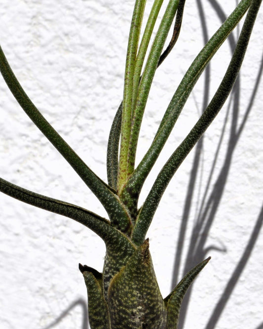 Tillandsia butzii; planta del aire piel de serpiente; Curiosarium; altura 15-25 cm, diámetro 10-15 cm_0