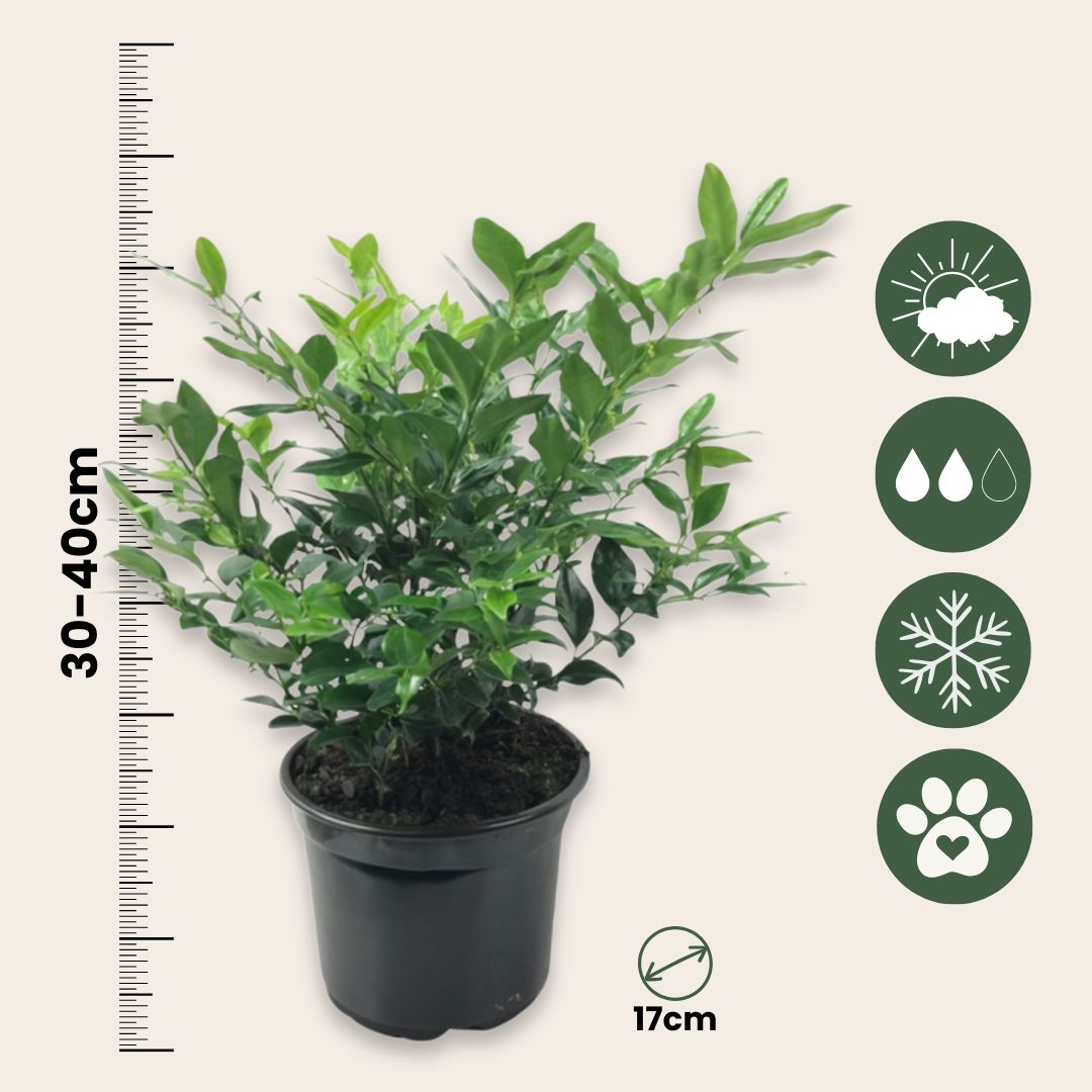 Sarcocoque - 4 Pzs - Sarcococca 'confusa' - Altura 30-40cm - ⌀17cm_2