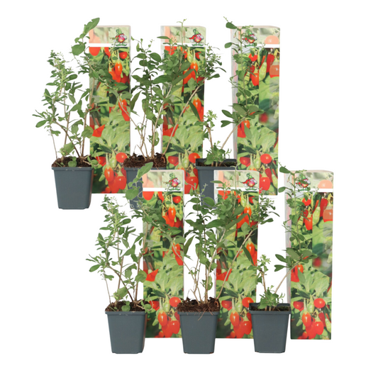 Bayas De Goji - 6 Pzs - Lycium Barbarum - Altura 25-40cm - ⌀9cm