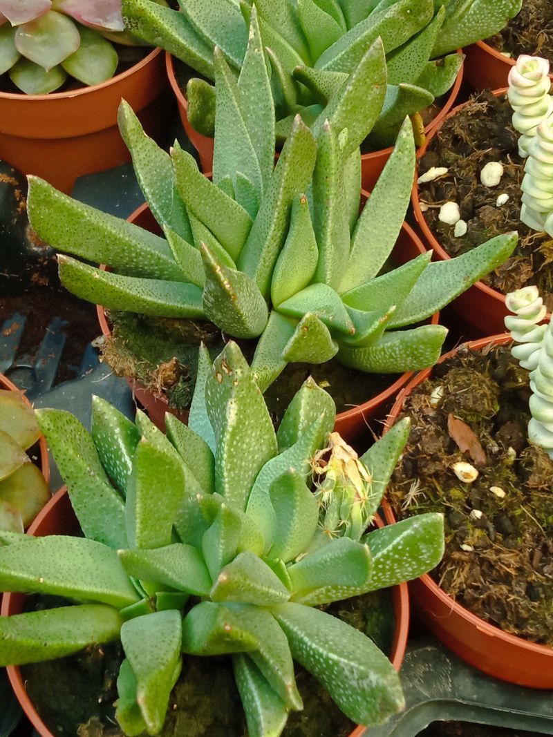 Rabiea Albinota Ø8 Planta Suculenta