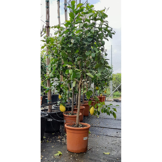 Limón 4 Estaciones M32 180cm Limonero (lunario)_0