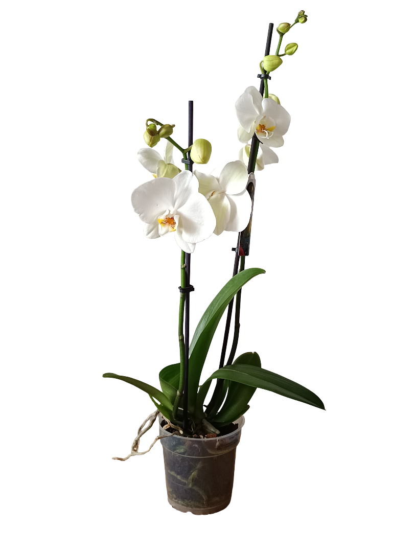 Orquidea Phalaenopsis De Color Surtido Ø12 - 60 Cm - Sin Flor_2