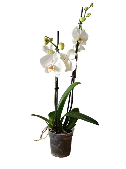 Orquidea Phalaenopsis De Color Surtido Ø12 - 60 Cm - Sin Flor_2