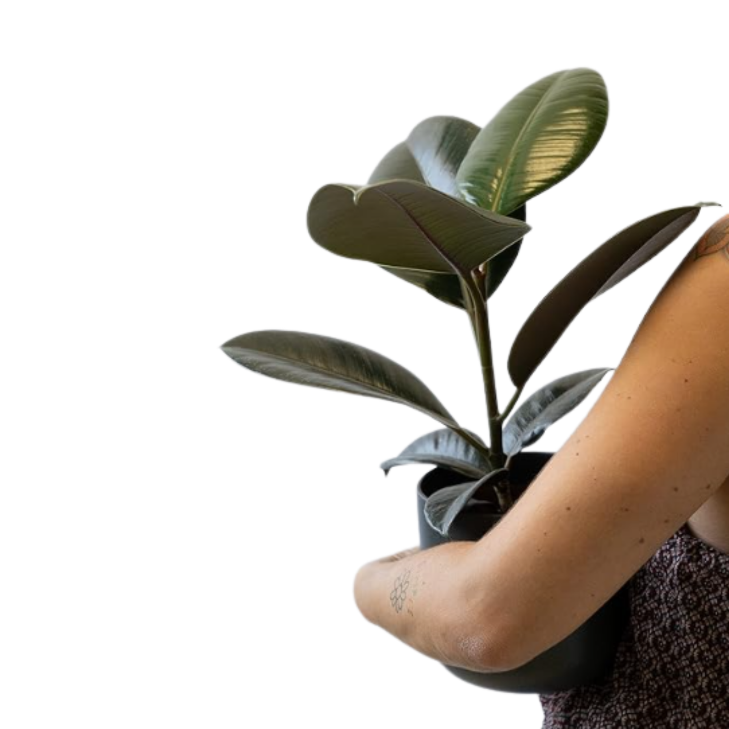 Planta Natural Ficus Robusta Para Interior O Exterior En Maceta Ø13 Cm Altura 45 Cm _2