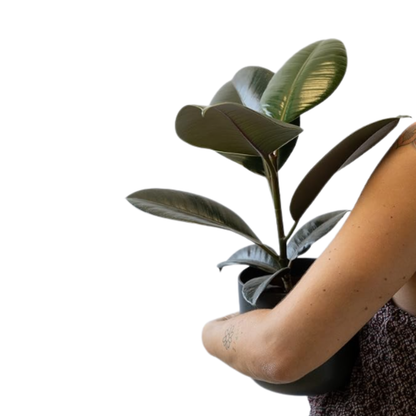 Planta Natural Ficus Robusta Para Interior O Exterior En Maceta Ø13 Cm Altura 45 Cm 