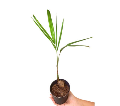 Wodyetia Bifurcata M11