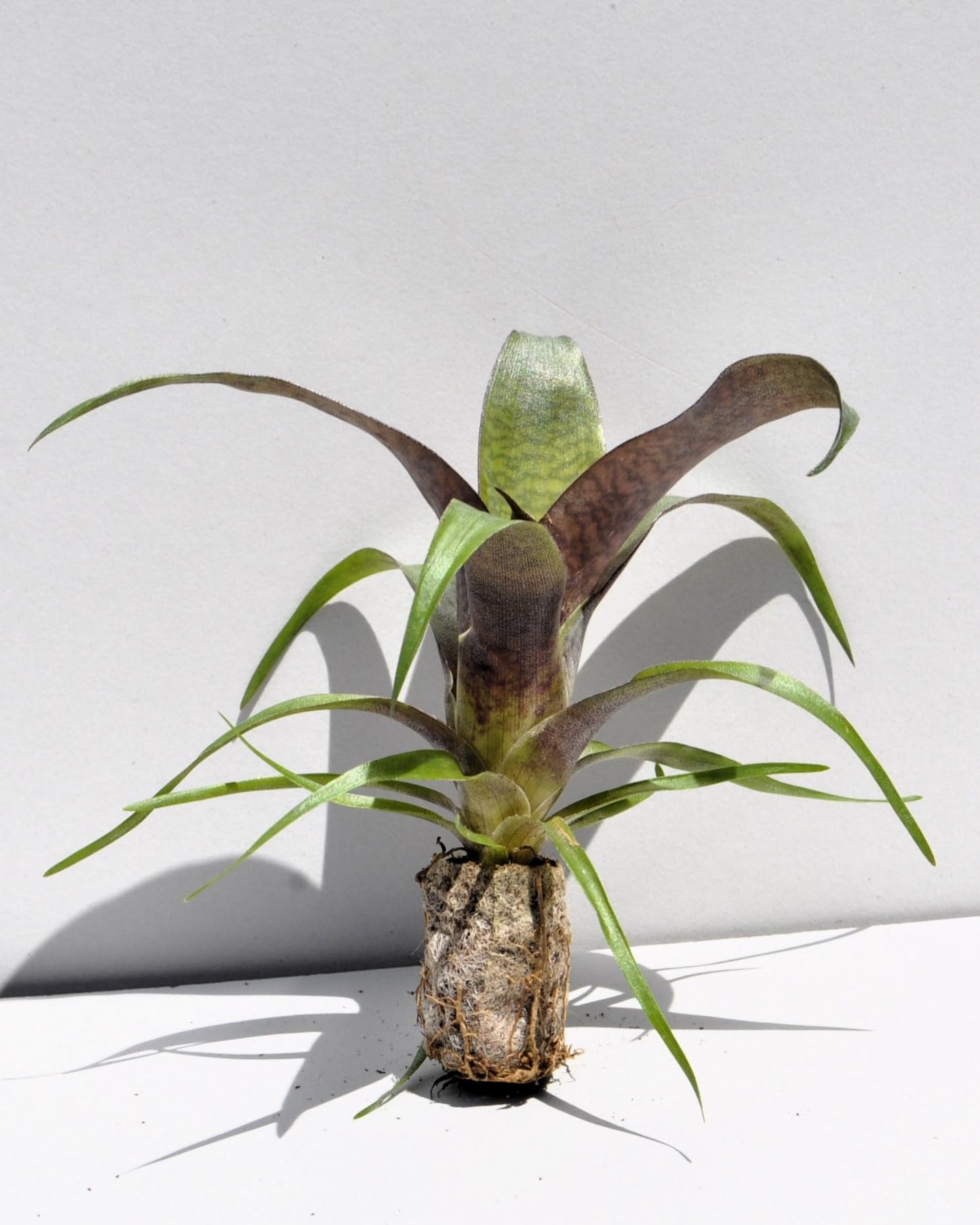 Vriesea 'Tropical Day' [mini]; bromelia tropical; Curiosarium; altura 10-12 cm, diámetro 12 cm, sin sustrato_0