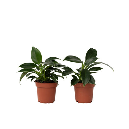 Filodendro - 2 Pzs - Philodendron 'green Princess' - Altura 20-30cm - ⌀12cm_0