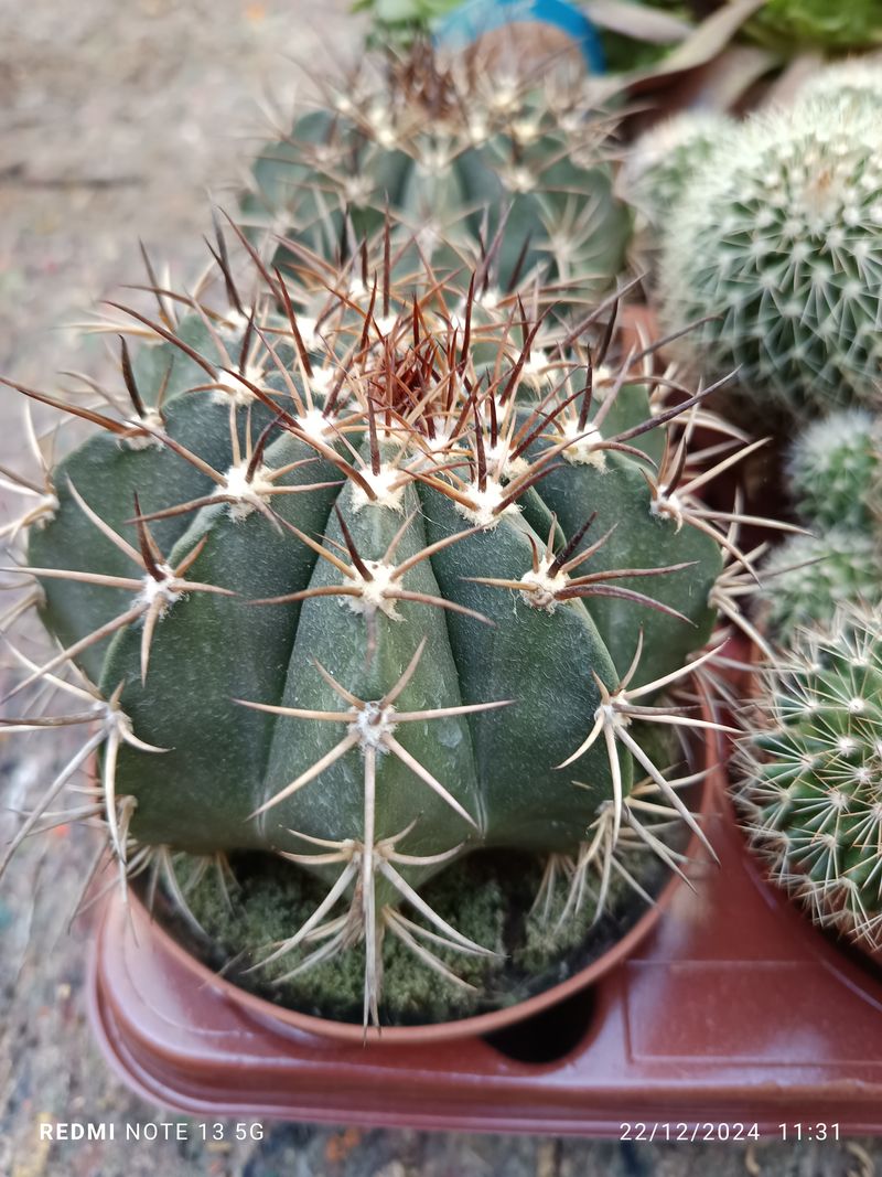 Cactus Melocactus Matanzanus Planta Grande Ø13 ☼