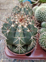 Cactus Melocactus Matanzanus Planta Grande Ø13 ☼