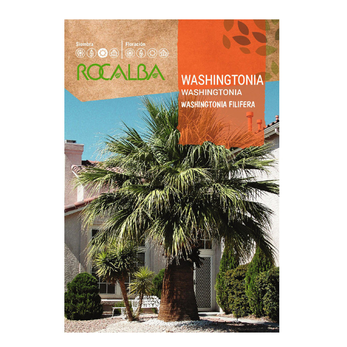 Semillas de palmera Washingtonia, Rocalba