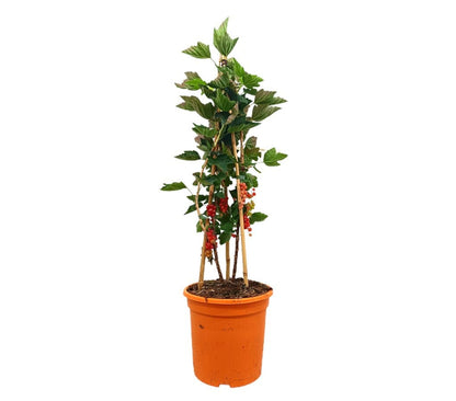 Grosella M26 70-100cm_0