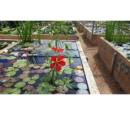 Hibiscus Coccineus_1