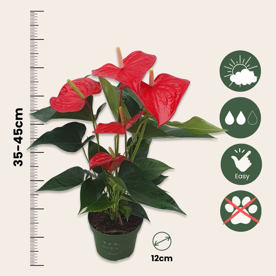 Anturio - Anthurium 'royal Champion' - Altura 35-45cm - Ø12cm