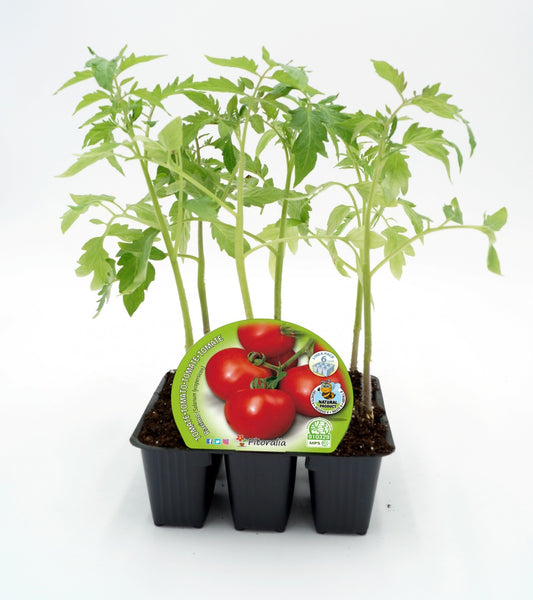 Pack Plantones Tomate Racimo 6 Ud. Natural - Fitoralia_0