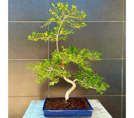 Bonsai Zelkova Parvifolia 18 Años (olmo)_0