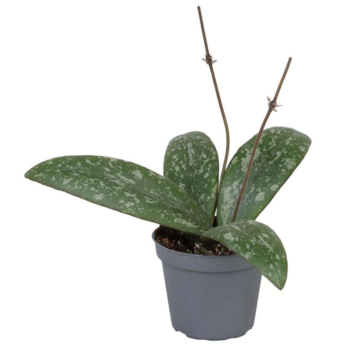 Hoya Sigillatis Planta Suculenta Colgante Flor De Cera Ø6_0